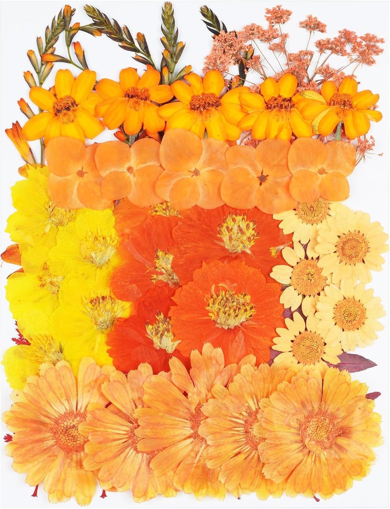 Xinxinran 50Pcs Large Fall Dried Pressed Flowers for Crafts, Orange Dry Flowers Kit for Resin Molds,Epoxy Resin Accessories,Bookmark,Jewelry Molds,Candle Making Supplies,Soap,Frame - Image 1